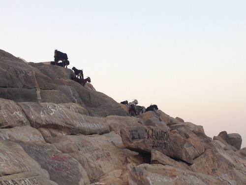 chevres-jabal-nour-omra-2015