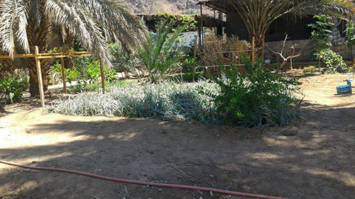 palmeraie-medine-jardin